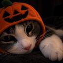 🎃 Chillied icon