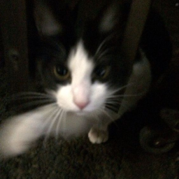 Discovery icon for Chillied Discord server