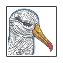 albatross