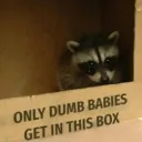 World's scariest raccoon sanctuary