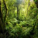 La Jungle