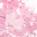 合˖˙🌸⬪ Flower Valley ⬪🌸˙˖合
