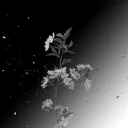  × Frost Eclipse Discord Server Icon