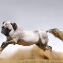 PB PUGs