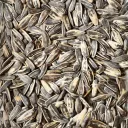 Spitting Seeds Baseball Community