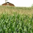 The Cornfield