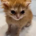 Scooters cathut :3