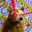 Rockin Raccoons