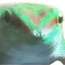 The Lizard Lounge