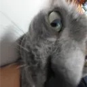 ʕ•ᴥ•ʔ — Serveur Discord