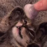 The Cat Hotel