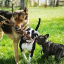 THE DOG PARK
