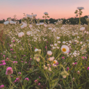 🎀Ｆｌｏｗｅｒ Ｆｉｅｌｄ🎀
