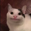 ブルーガ教
