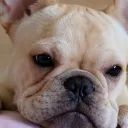 Puppy's Cottage's icon