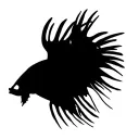 Betta Battlers Club