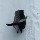 Personal Therapy's icon