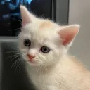 츠리는 벽이 느껴져, 완벽