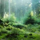 Dobi's Elfenwald