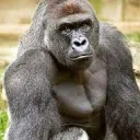 Knights of Harambe