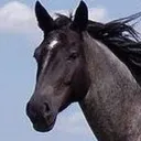 Horsetopia