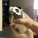 rat Kingdom