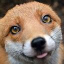 GameFox’s Fox Den Discord Server Icon