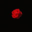 ⊹ Red rose ⊹ Discord Server Icon