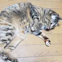 アイドル活動