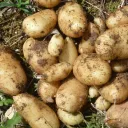 🥔Lachi's Spud Patch🥔