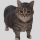 Cattastic Emotes Server Icon