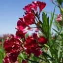 the oleander project [archived]
