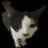 look at this cat wth server