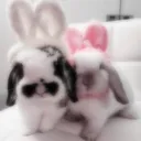 Coelhinhos Da Winxs! 🍥