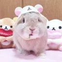 ₍ᐢ. .ᐢ₎ ₊˚bunni's bowtique⭑.ᐟ᧔•᧓