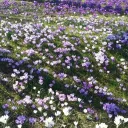˚₊‧ ★ 𓂃 flower field ⸝⸝ ♡