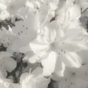 PorcelainVoid