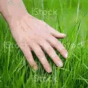 Grass Toucher's Daily