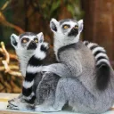 Lazy Lemur Lifeboat League