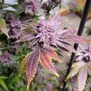 Smoke weed every day