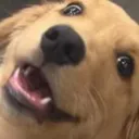 Wowee Challenges 🐶