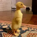 Ducklings