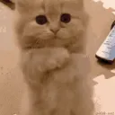 ᛟ Lusia's Discord Server Icon