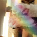 ᗢ Matcha Meow Café ᗢ
