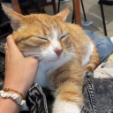Cats Hub avatar