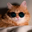Cats Hub