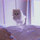 Promised Wonderland ♡