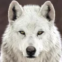 WhiteWolf Digital Marketing