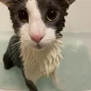 Soggy Cat Republic