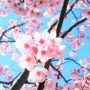 Sakura Community Stake Pools